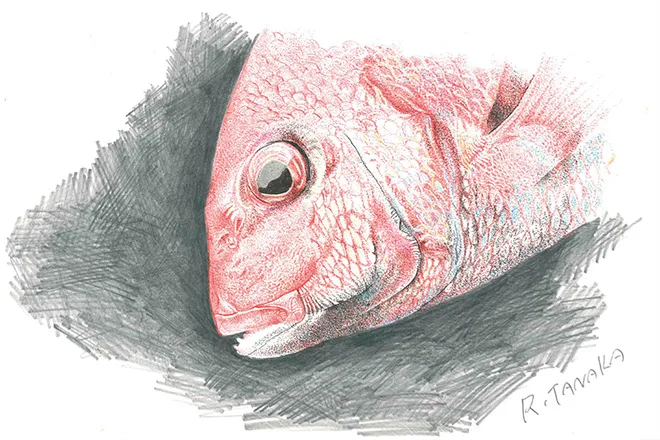 総料理長 田中の点描画
